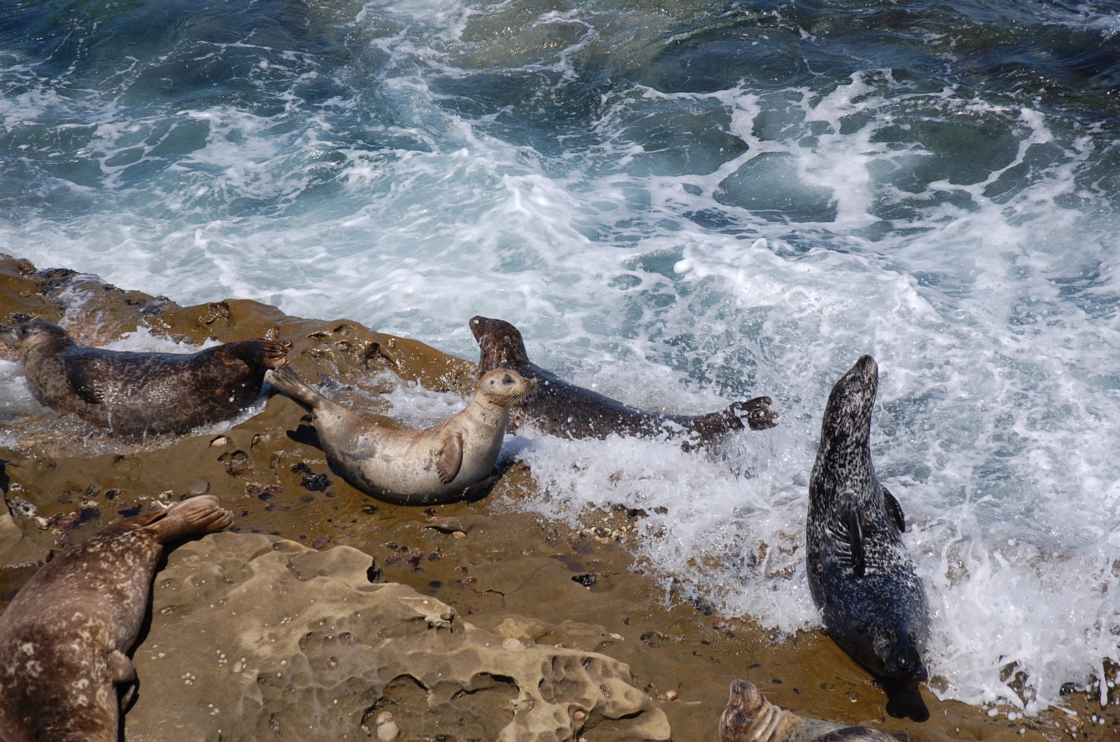 Sea lions typical day